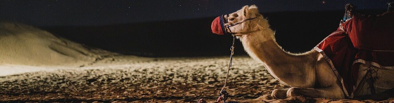 camel, galaxy, dubai, darkness, milkyway, camel, camel, camel, dubai, dubai, dubai, dubai, dubai